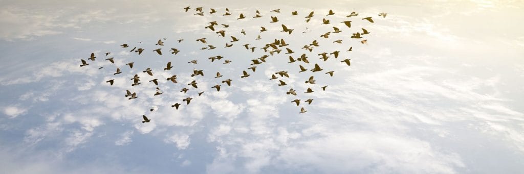 Geese flying in formation behind leader