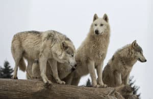 Members of a wolf pack