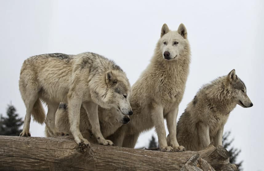 Wolf Pack Leadership: Insights for Effectively Leading a Team – Leadership  Depot